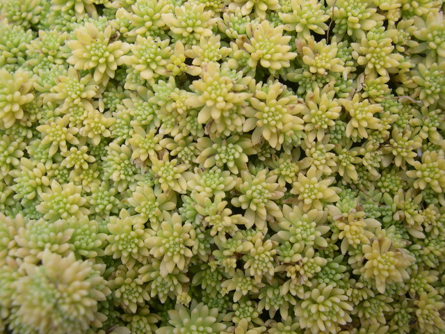 Sedum hispanicum 'Aureum' 7-10-08 (2)