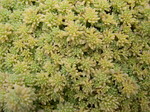 Sedum hispanicum 'Aureum' 7-10-08 (2)