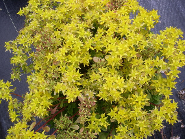 Sedum hybridum 'Immergrunchen' 7-10-08 (1)