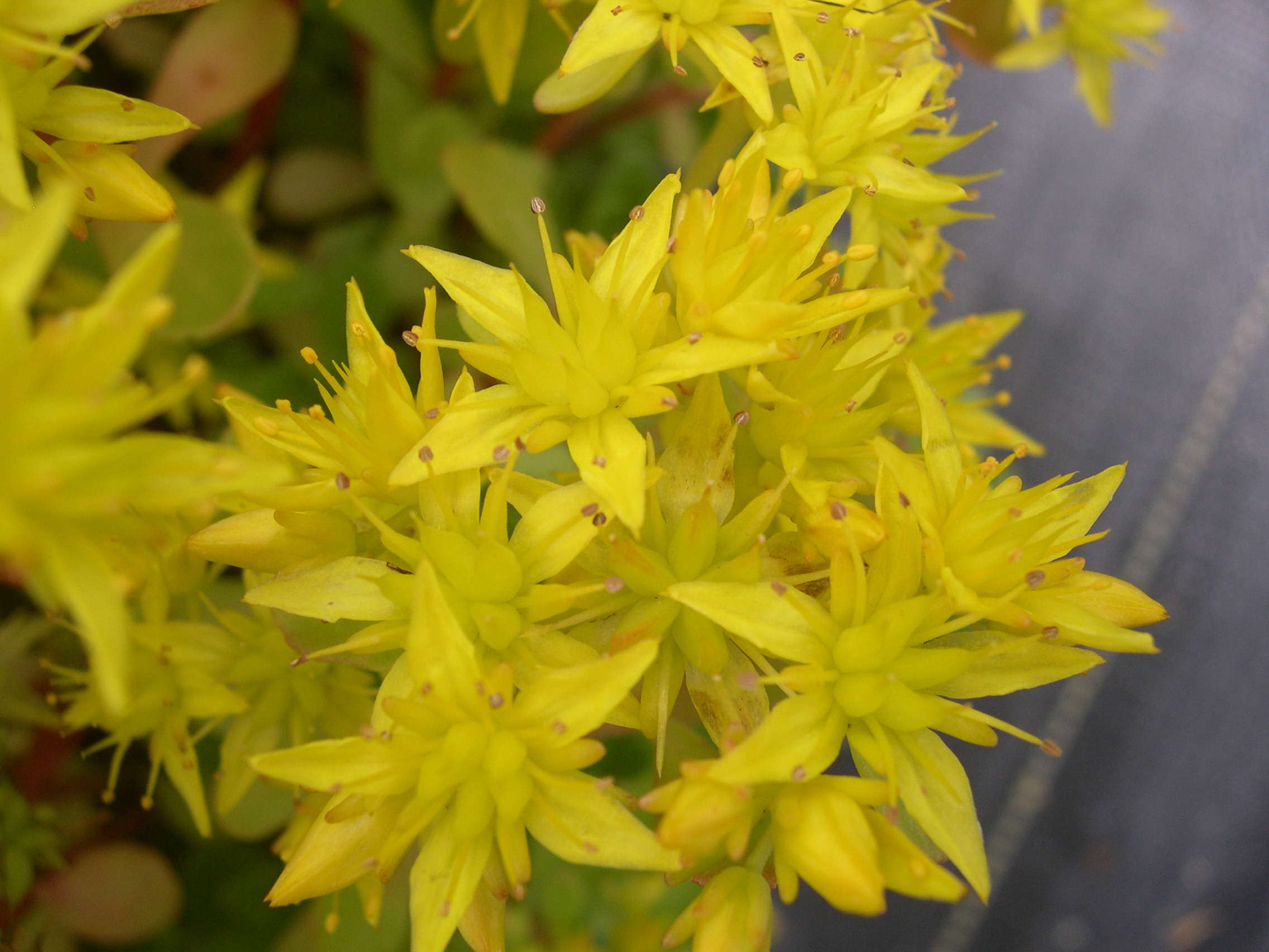 Sedum hybridum 'Immergrunchen' 7-10-08 (3)