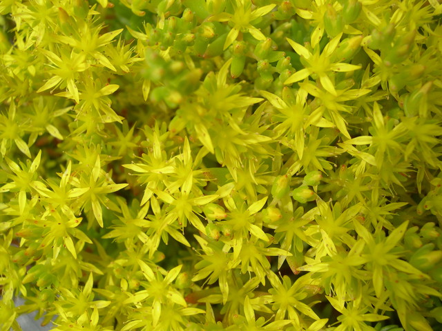 Sedum japonicum senanense 7-10-08 (2)