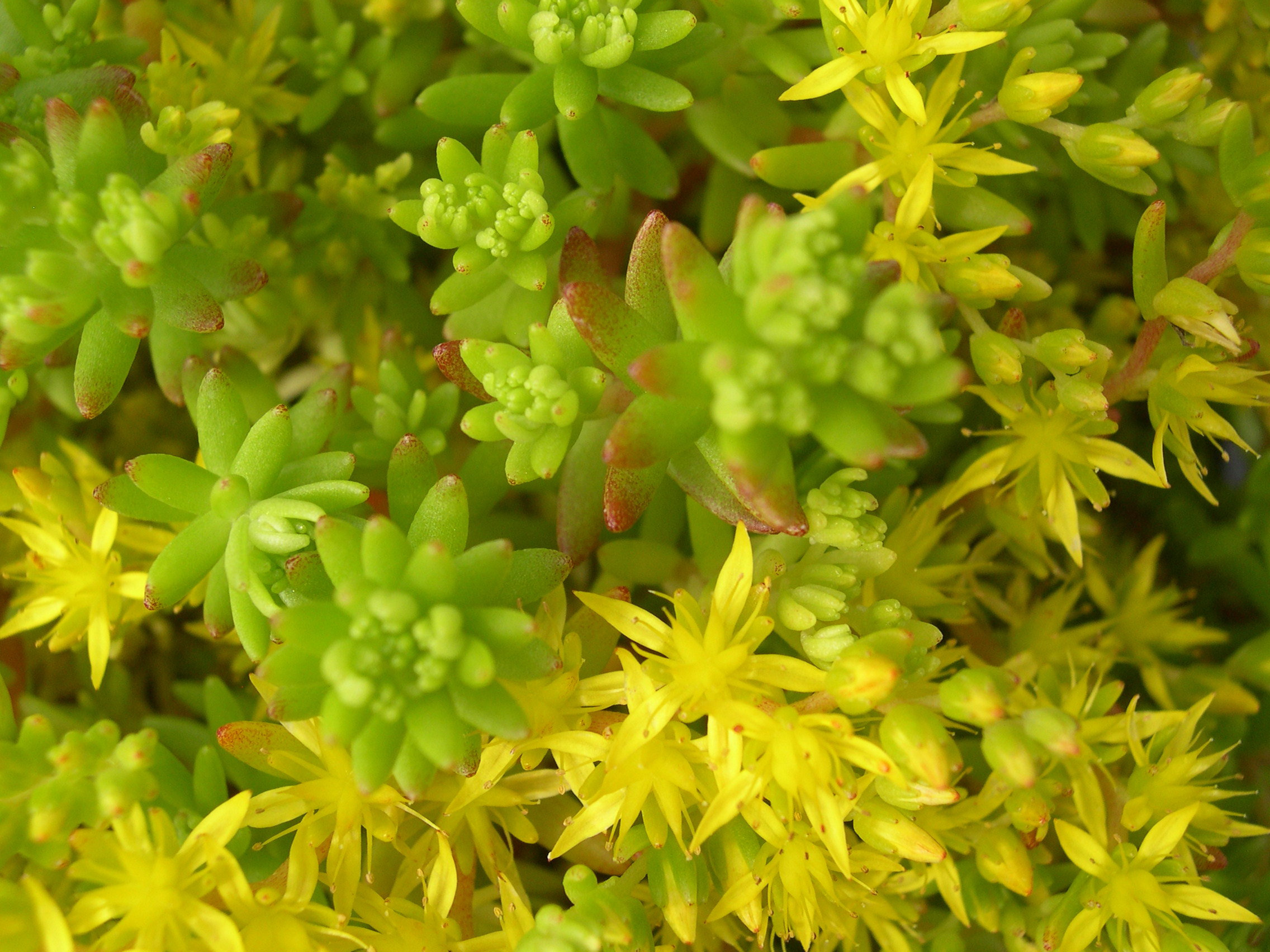 Sedum japonicum senanense 7-10-08 (3)