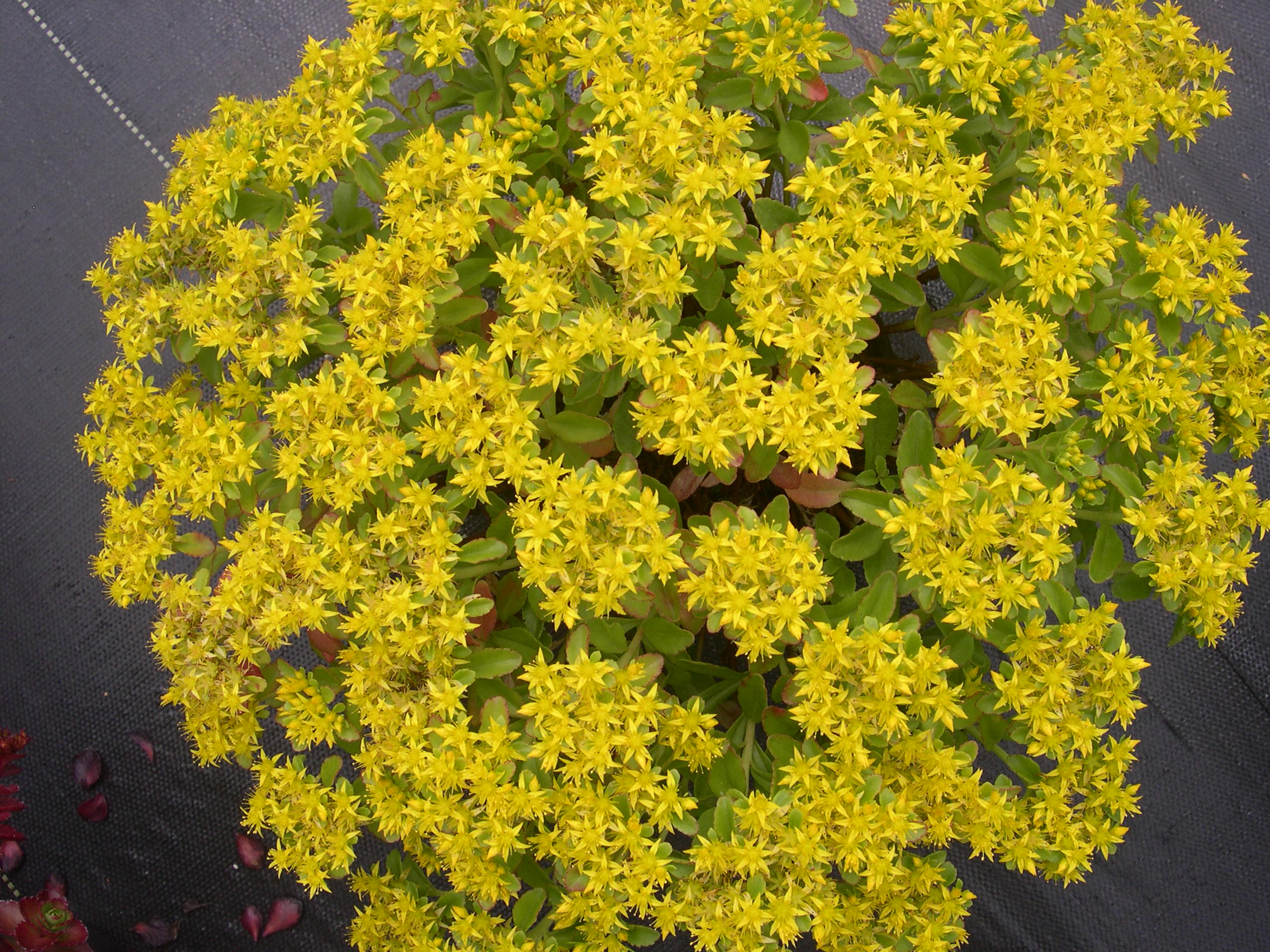 Sedum kamtschaticum 'Gold Carpet' 7-10-08 (1)