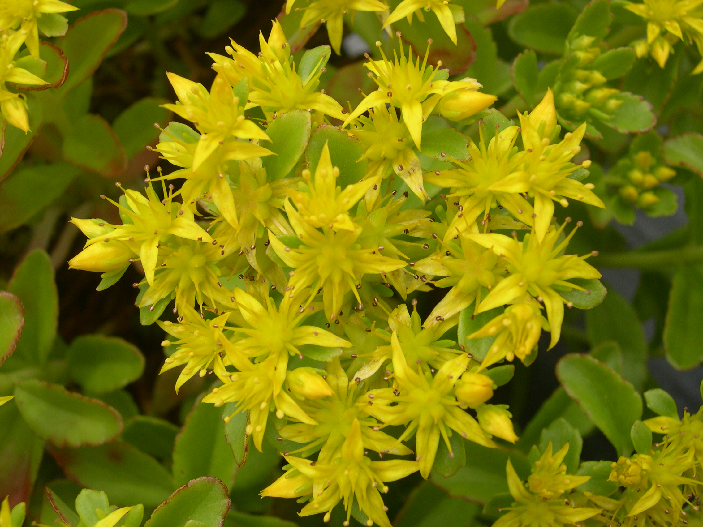 Sedum kamtschaticum 'Gold Carpet' 7-10-08 (2)