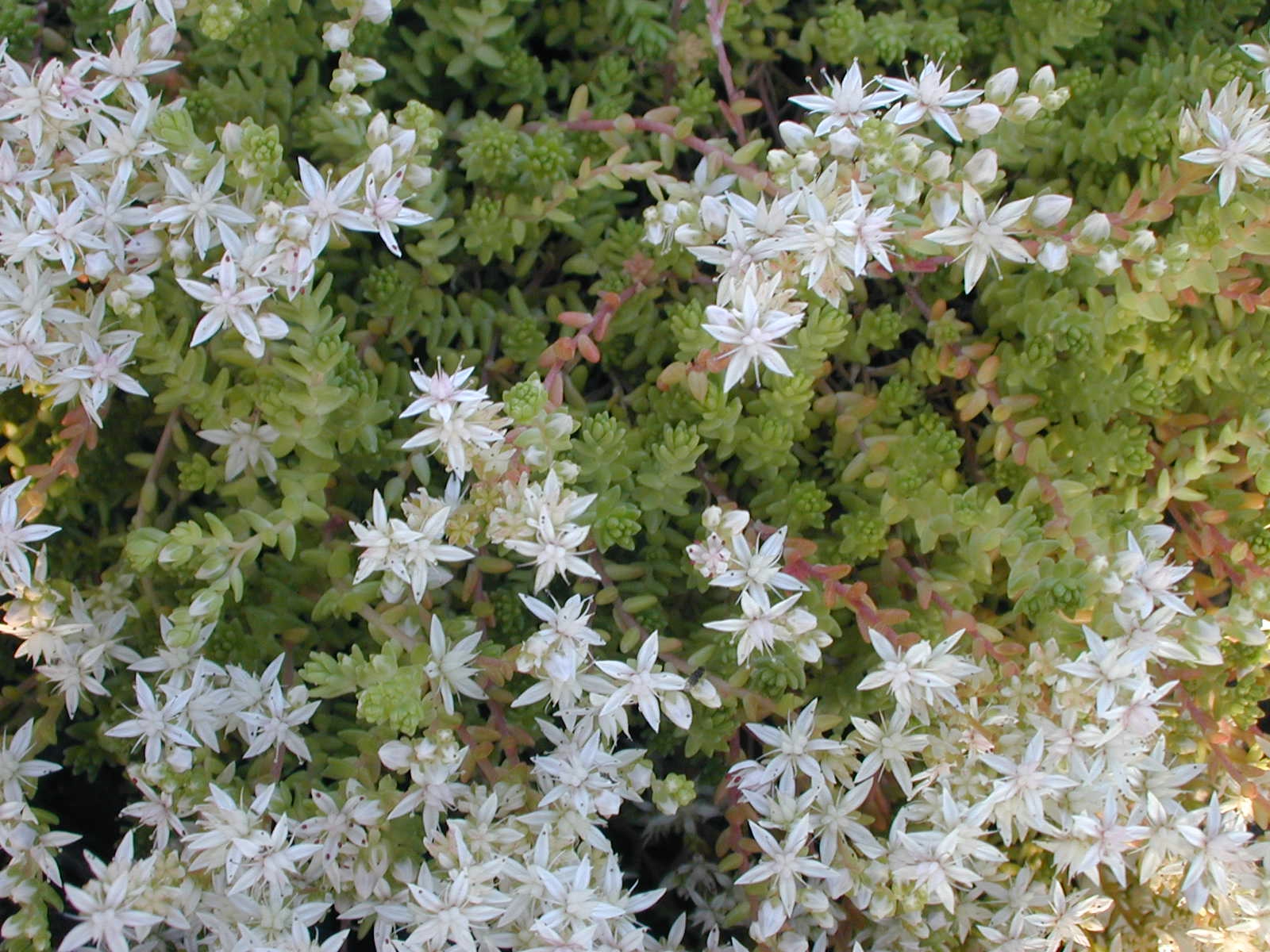 Sedum anglicum pyrenaecum