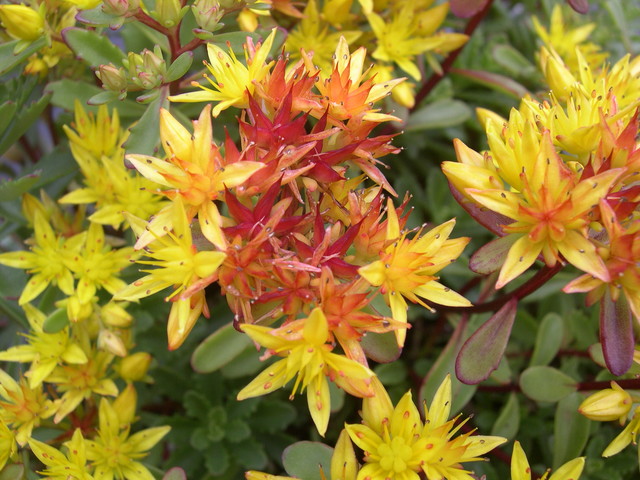 Sedum kamtschaticum 'Weihenstephaner Gold' 7-10-08 (2)