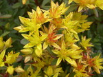 Sedum kamtschaticum 'Weihenstephaner Gold' 7-10-08 (3)