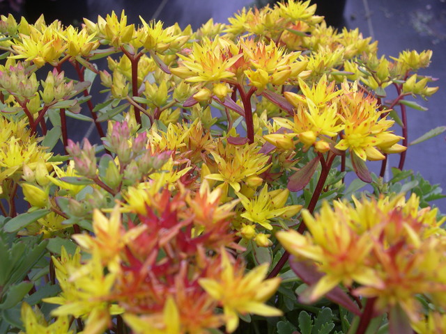 Sedum kamtschaticum 'Weihenstephaner Gold' 7-10-08 (4)