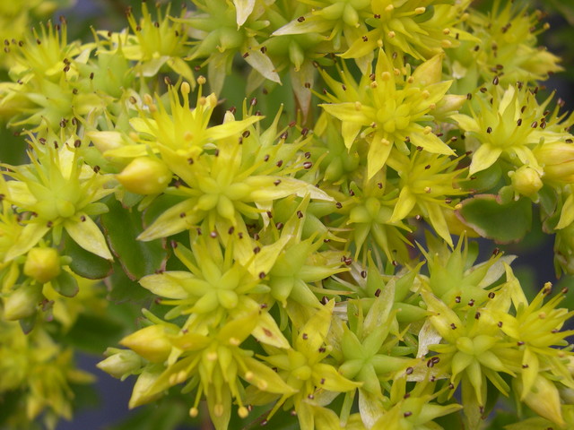 Sedum kamtschaticum from Korea 7-10-08 (2)