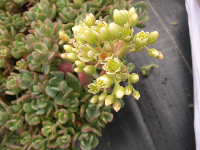 Sedum laxum 7-10-08 (3)