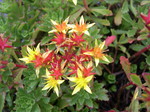 Sedum middendorfianum diffusum 7-10-08 (3)