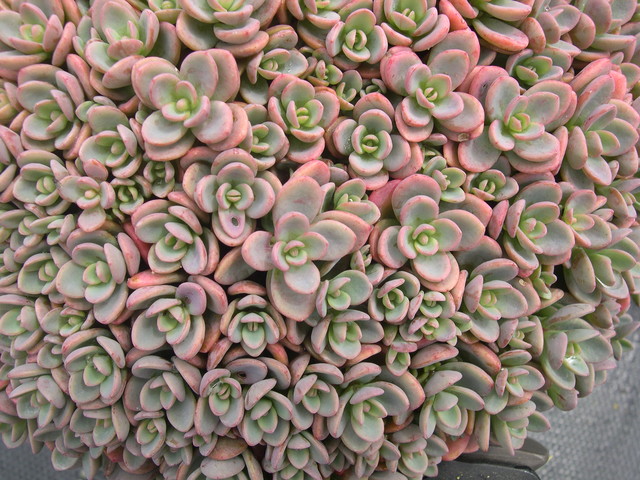 Sedum pluricaule ezawe compact form 7-10-08 (1)