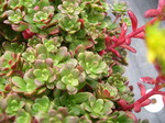 Sedum spathulifolium 'Red Raver' 7-10-08 (1)