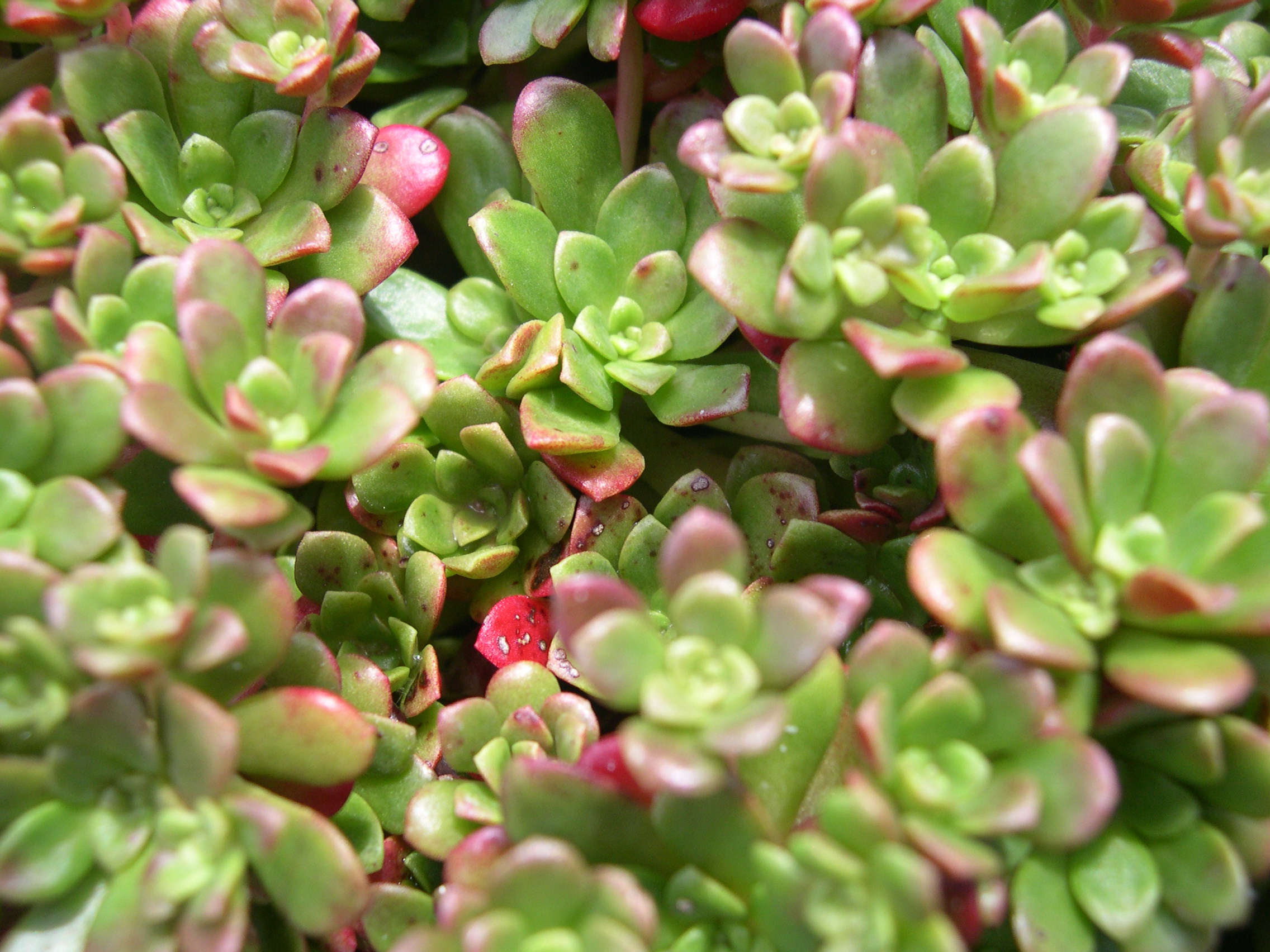 Sedum spathulifolium 'Red Raver' 7-10-08 (2)