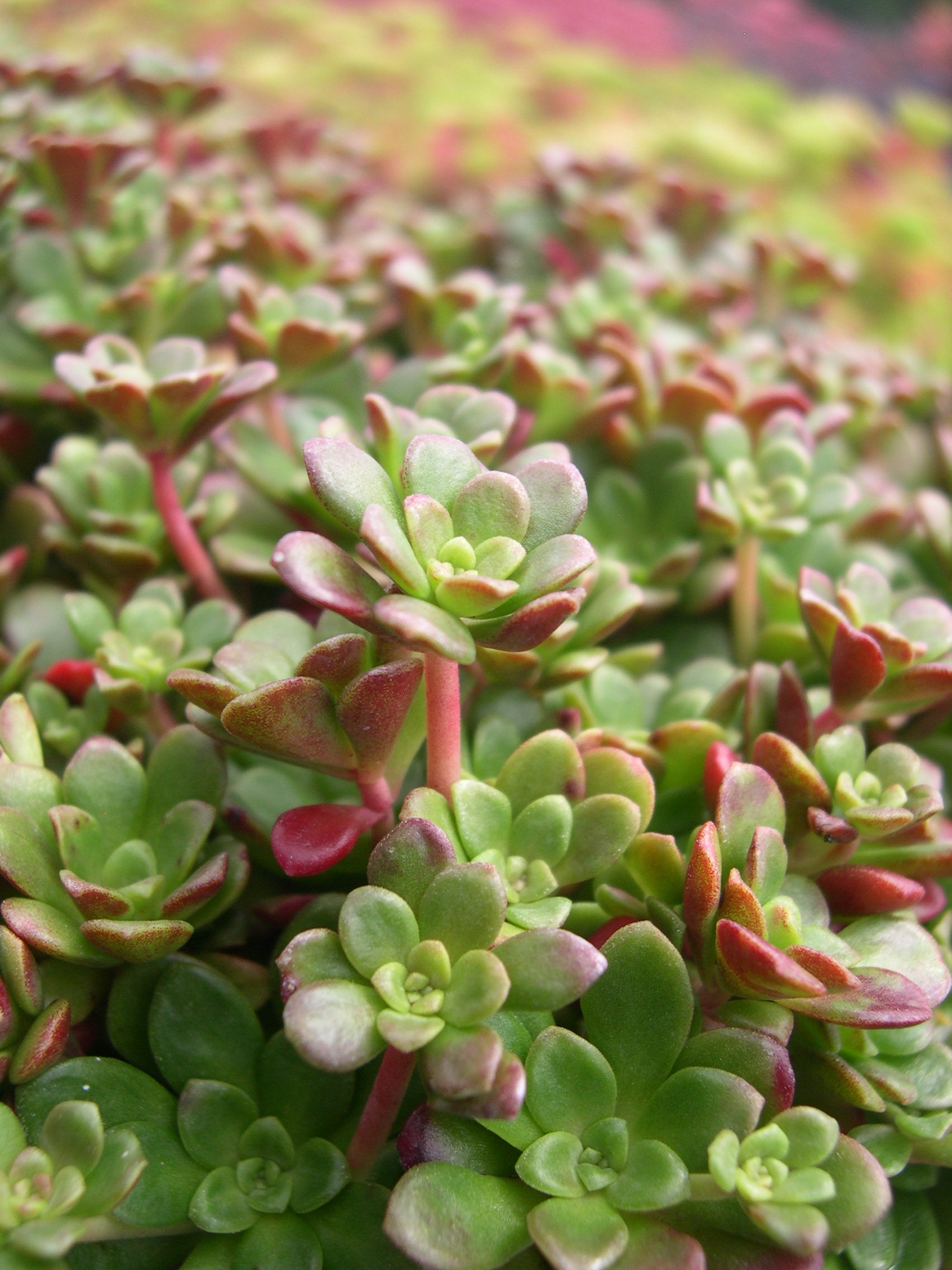 Sedum spathulifolium 'Red Raver' 7-10-08 (3)