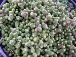 Sedum gracile (from the Caucasus) (1)