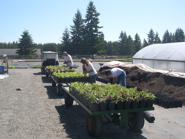 Potting 1 gallons 7-20-08 (1)