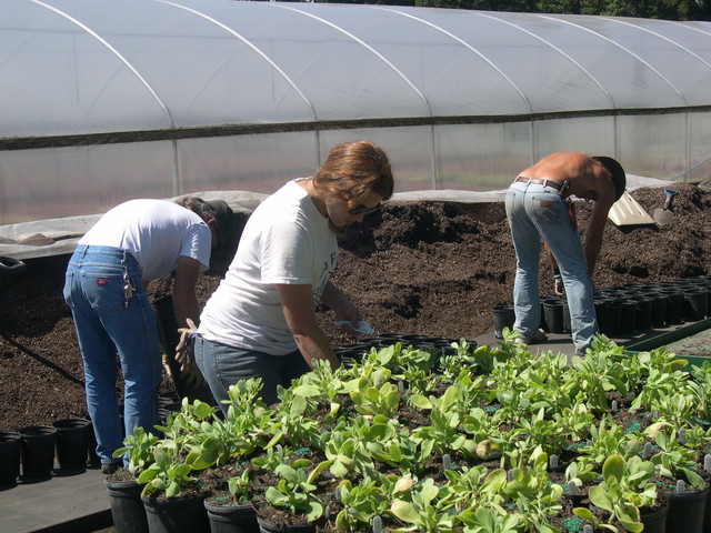 Potting 1 gallons 7-20-08 (2)