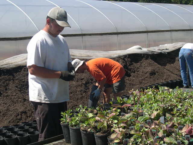 Potting 1 gallons 7-20-08 (3)