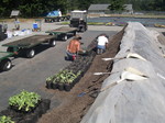 Potting 1 gallons 7-20-08 (4)