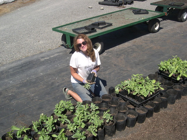 Potting 1 gallons 7-20-08 (5)