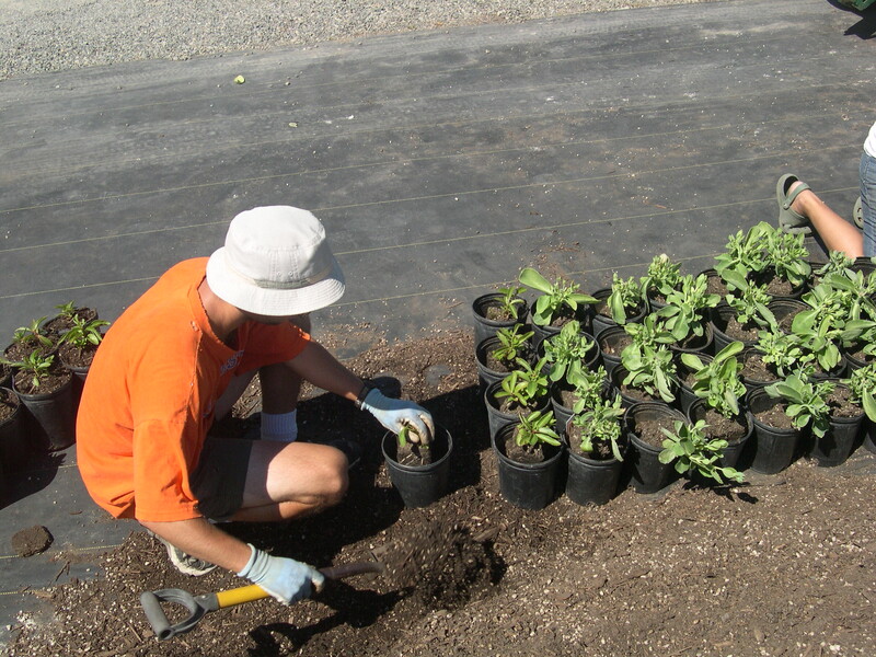 Potting 1 gallons 7-20-08 (6)