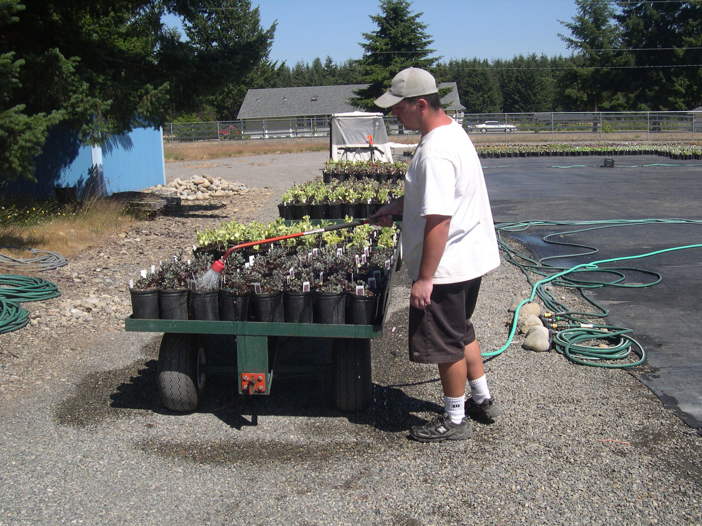 Potting 1 gallons 7-20-08 (7)