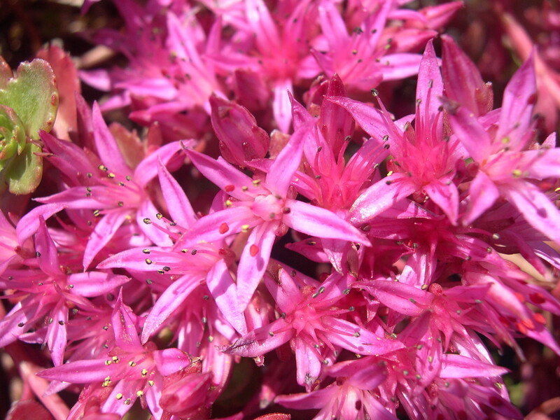 Sedum spurium 'Bronze Beauty' 7-20-08 (2)