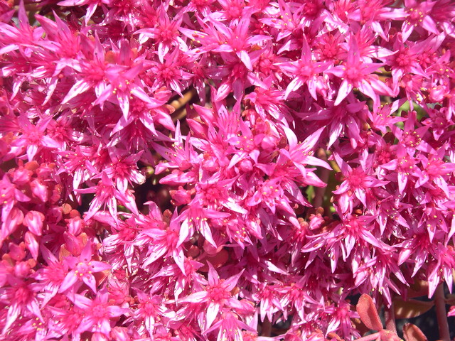 Sedum spurium 'Carneum' 7-20-08 (1)