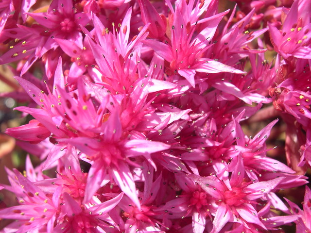 Sedum spurium 'Carneum' 7-20-08 (2)