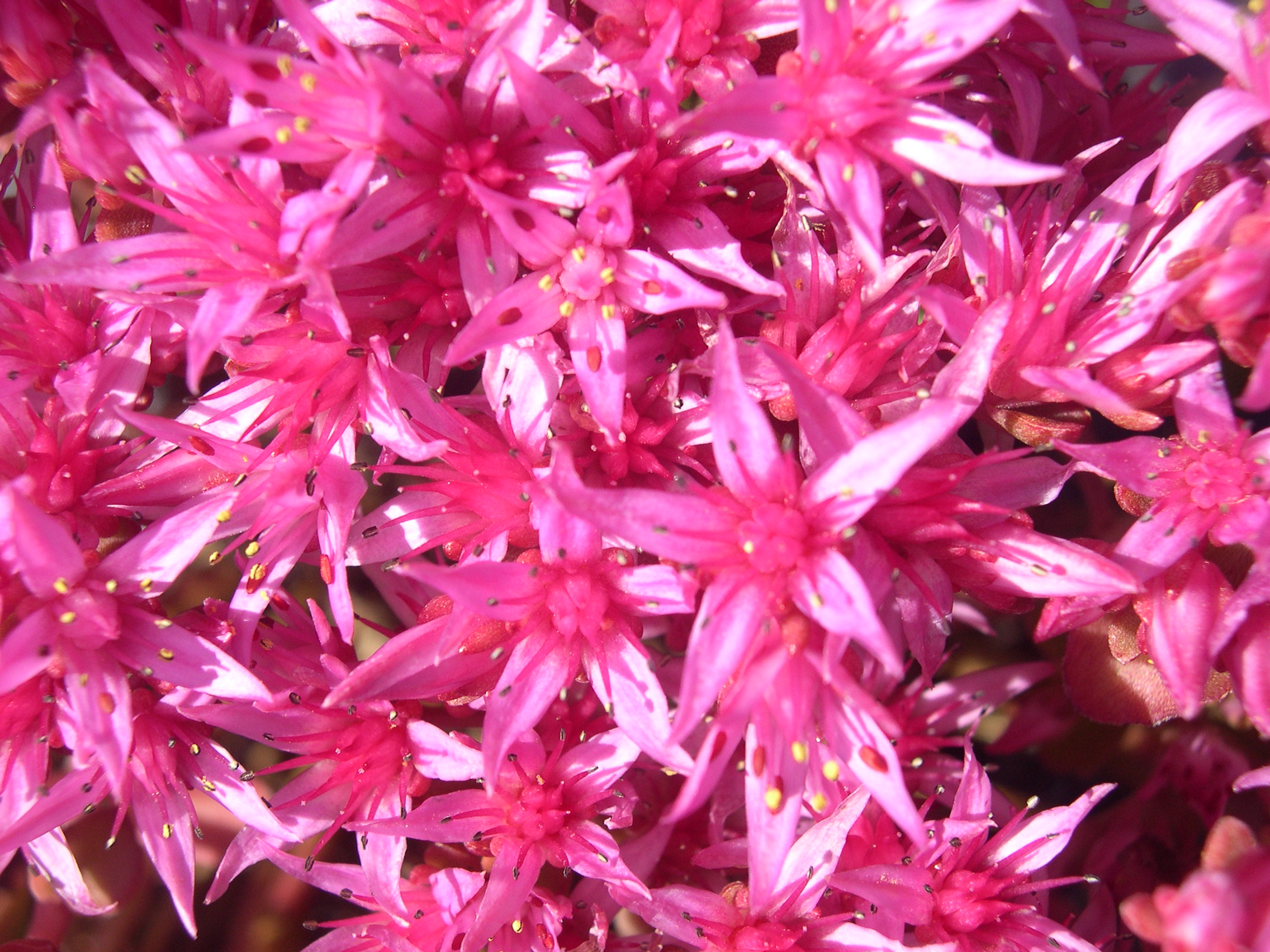 Sedum spurium 'Carneum' 7-20-08 (3)