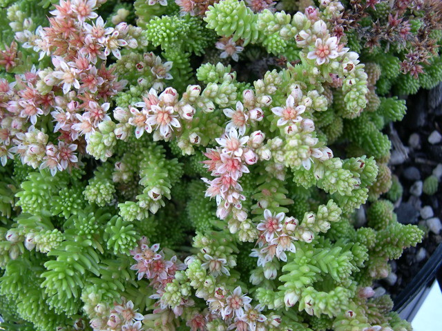 Sedum gracile (from the Caucasus) (2)