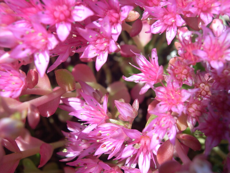 Sedum spurium 'Doctor John Creech' 7-20-08 (1)