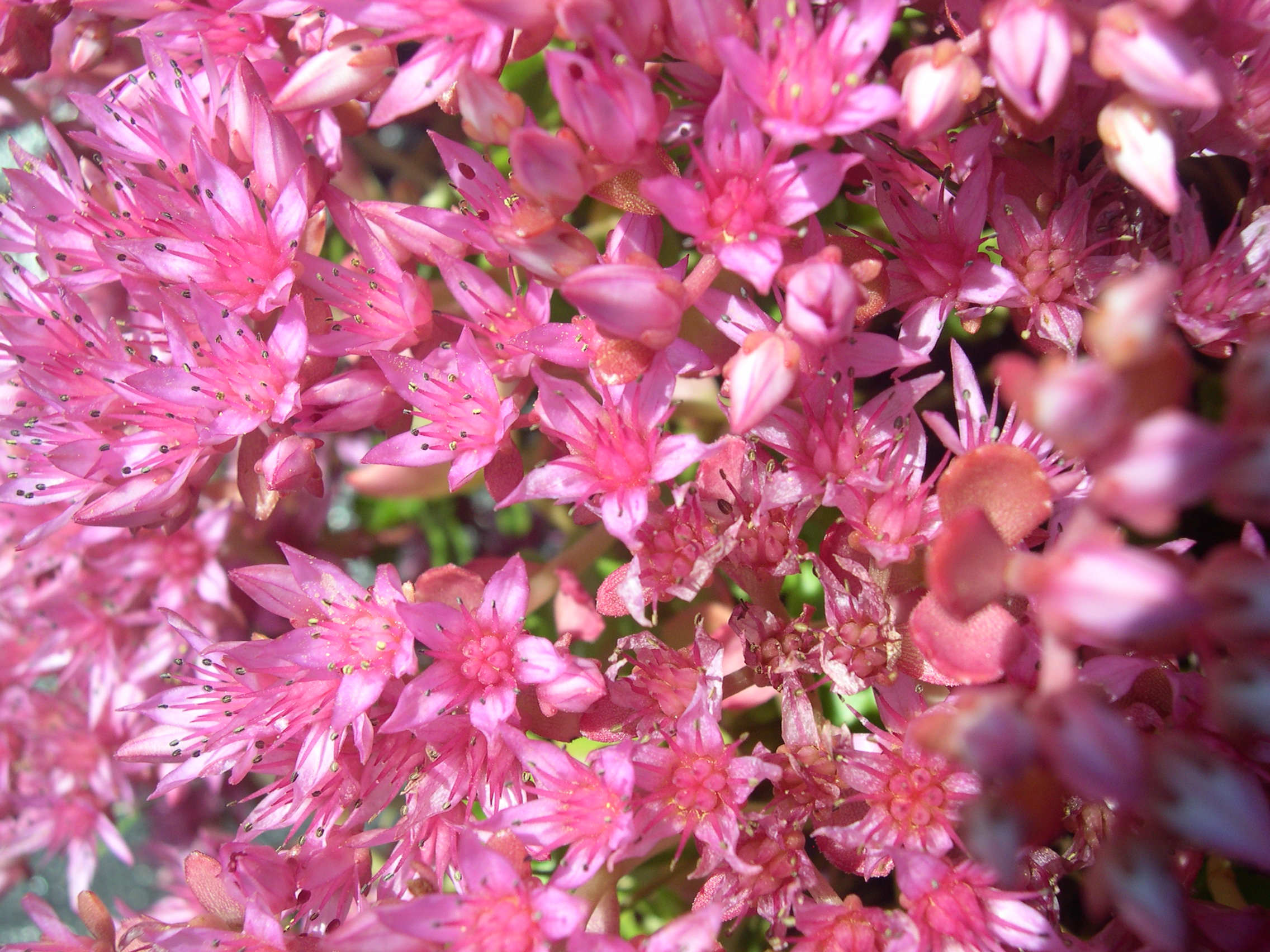 Sedum spurium 'Doctor John Creech' 7-20-08 (3)