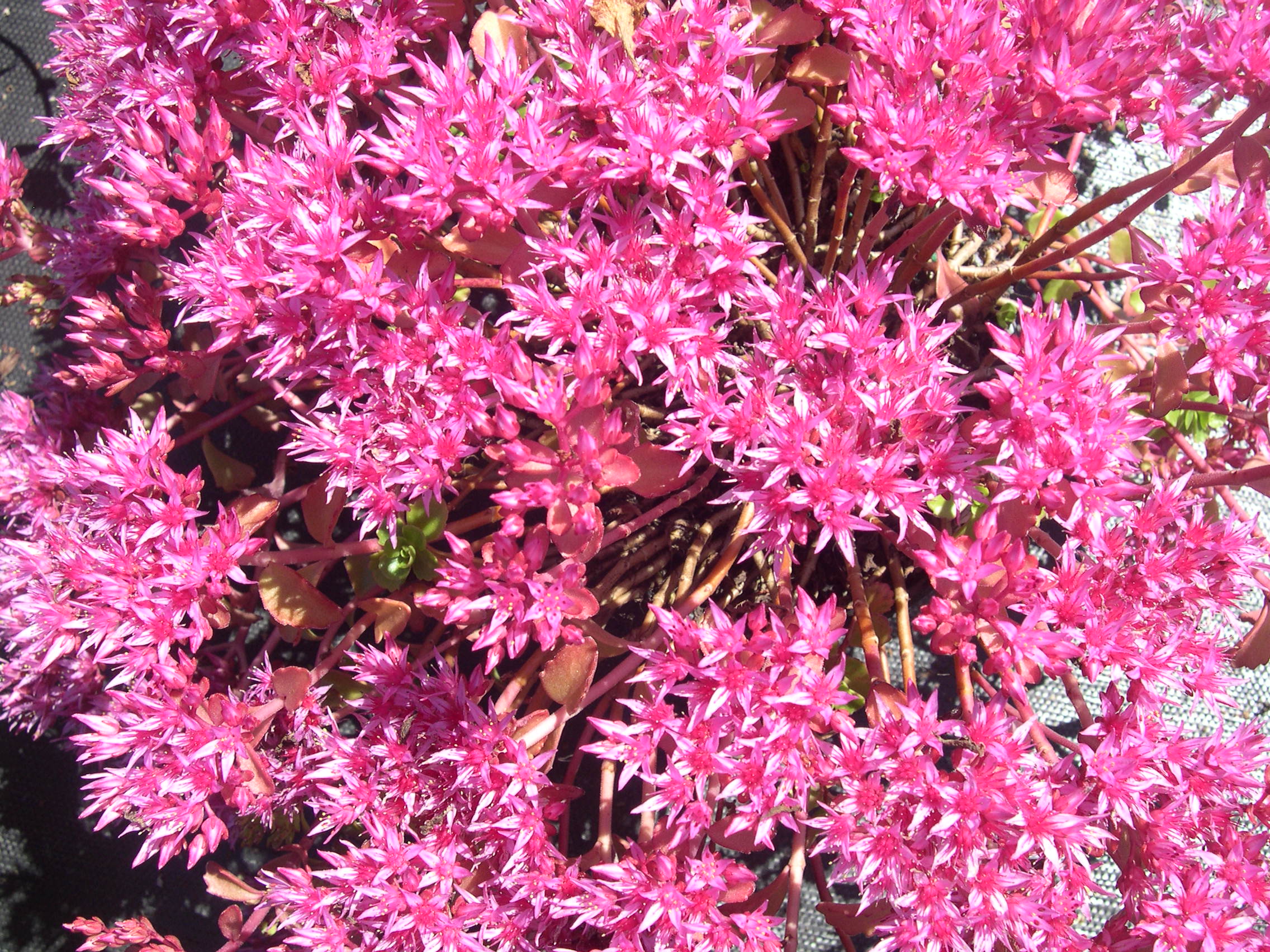 Sedum spurium 'Dragon's Blood' 7-20-08 (1)