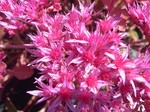 Sedum spurium 'Dragon's Blood' 7-20-08 (2)