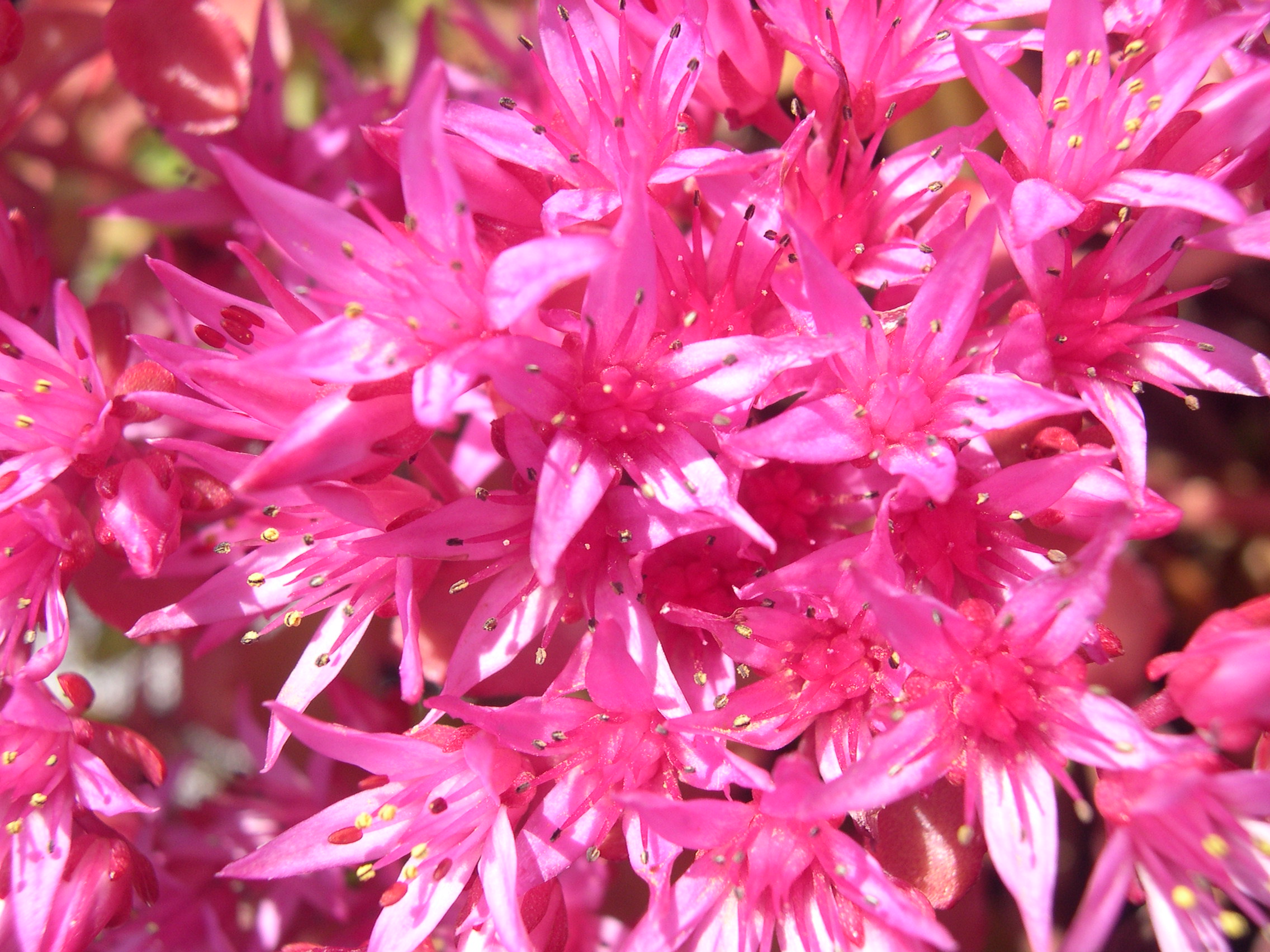 Sedum spurium 'Dragon's Blood' 7-20-08 (3)