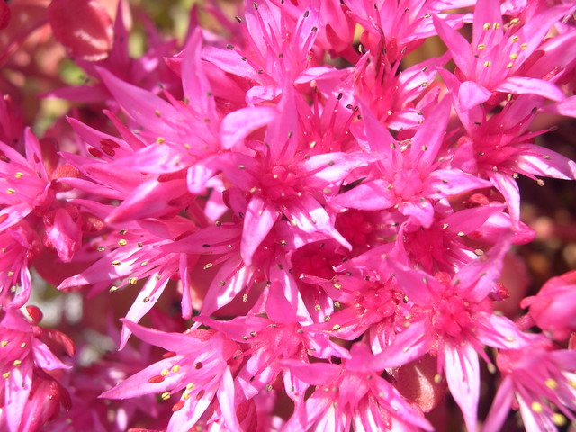 Sedum spurium 'Dragon's Blood' 7-20-08 (3)