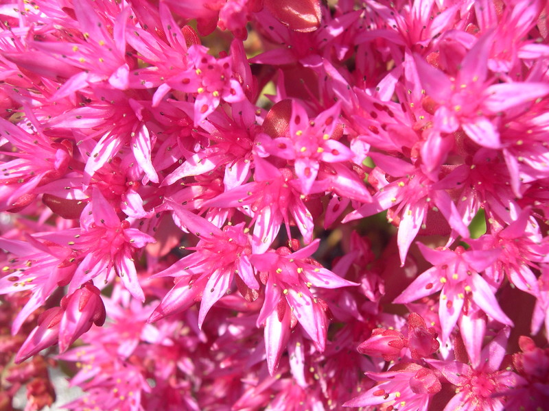 Sedum spurium 'Dragon's Blood' 7-20-08 (4)