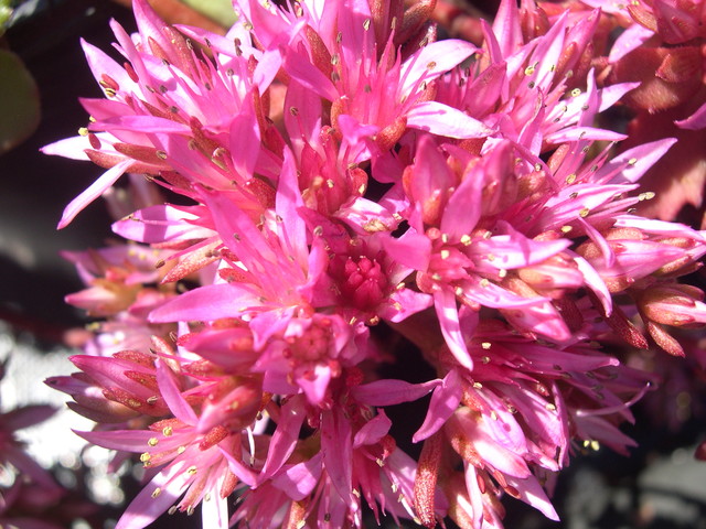 Sedum spurium 'Elizabeth' 7-20-08 (2)