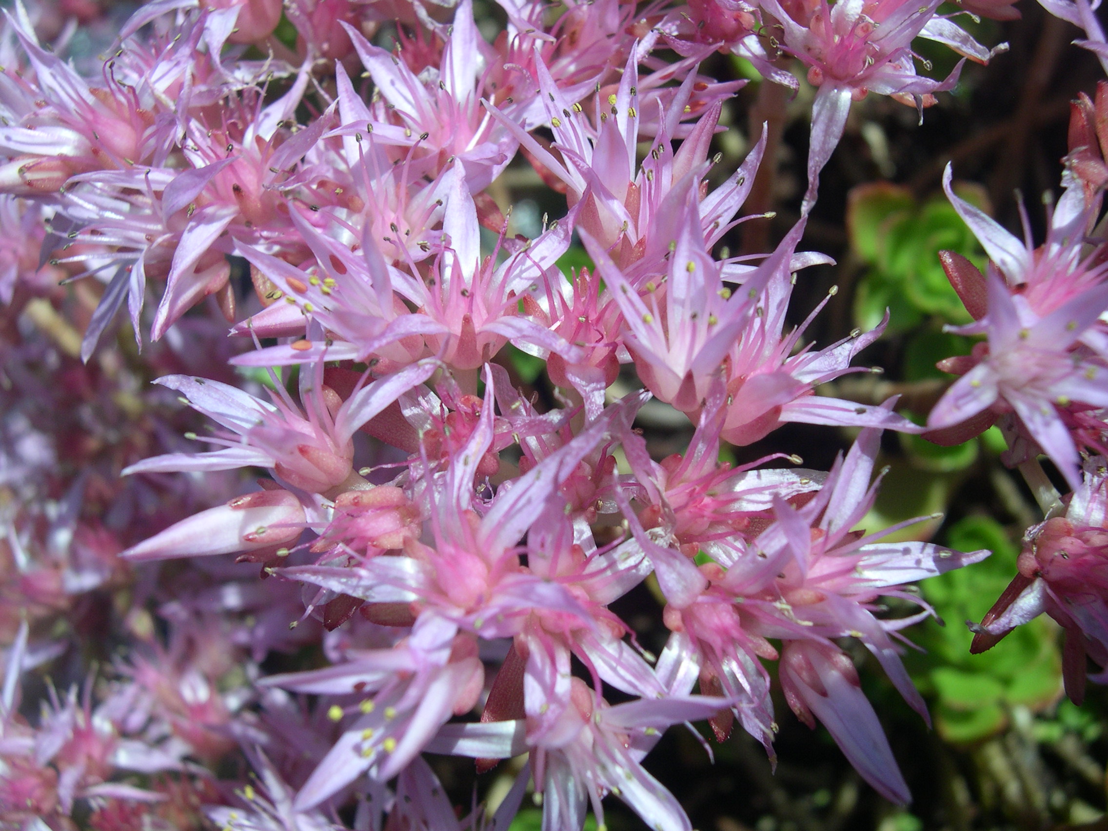 Sedum spurium 'Erd Blut' 7-20-08 (1)