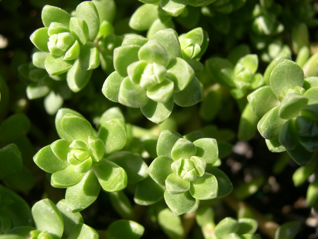 Sedum oaxacanum (3)