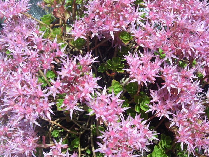 Sedum spurium 'Erd Blut' 7-20-08 (2)