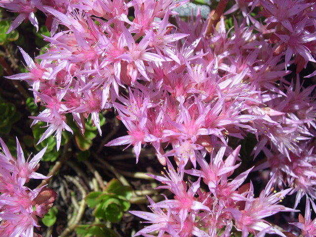 Sedum spurium 'Erd Blut' 7-20-08 (3)