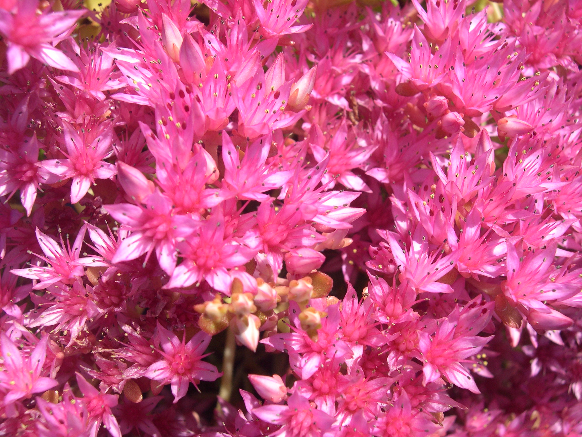 Sedum spurium 'Pink Jewel' 7-20-08 (1)