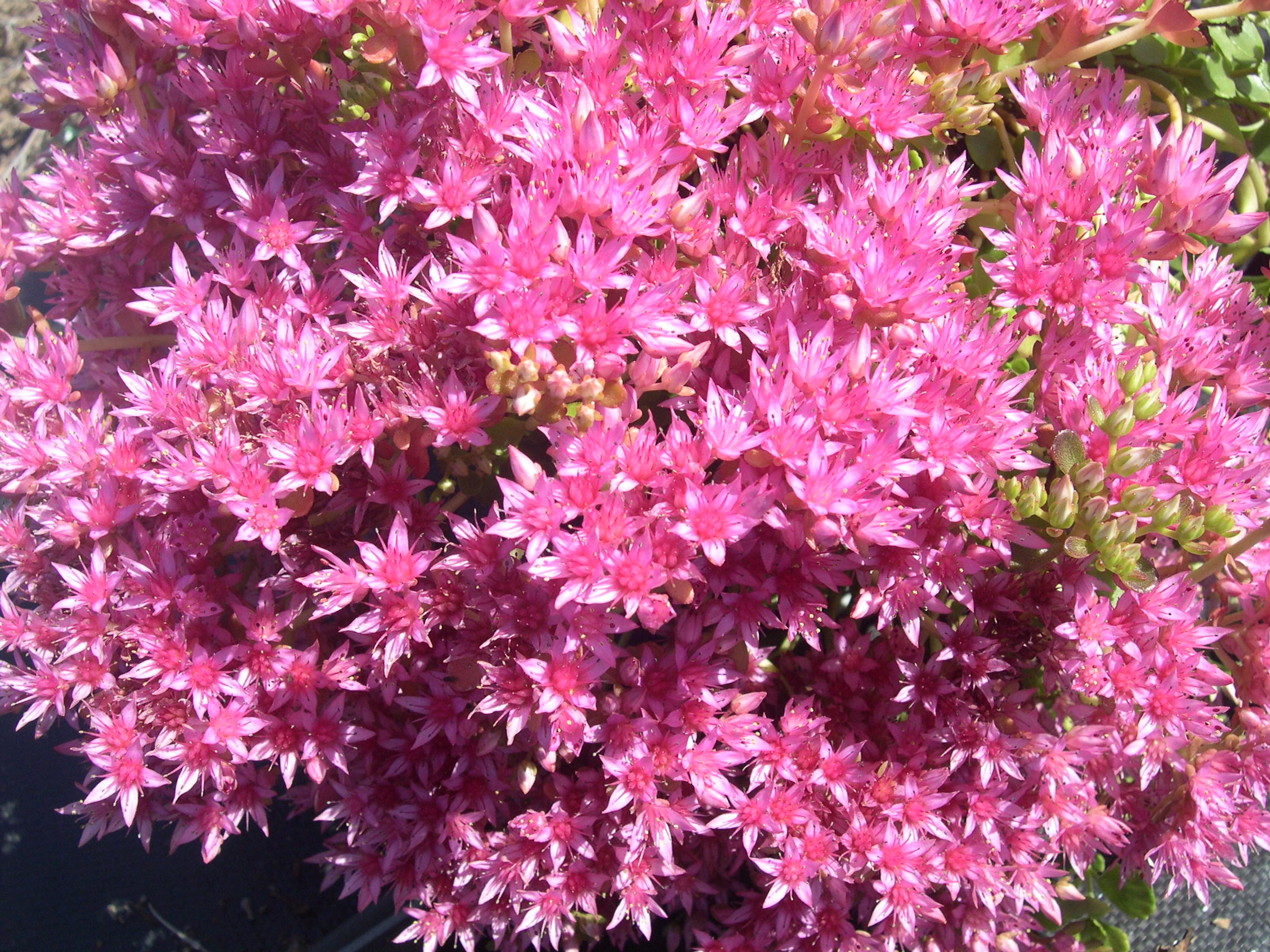 Sedum spurium 'Pink Jewel' 7-20-08 (2)