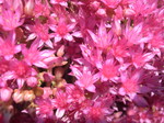 Sedum spurium 'Pink Jewel' 7-20-08 (3)