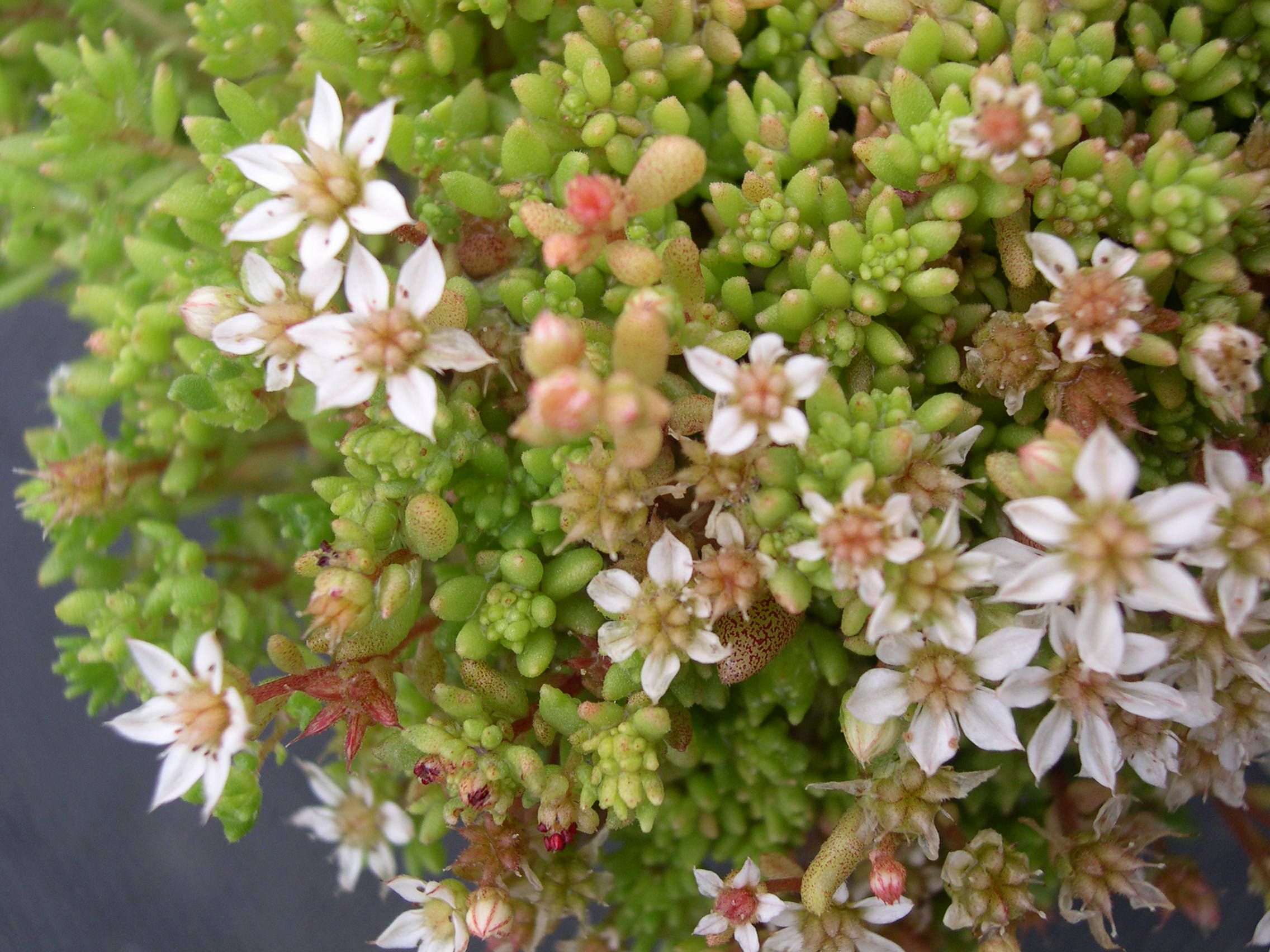 Sedum aytacianum