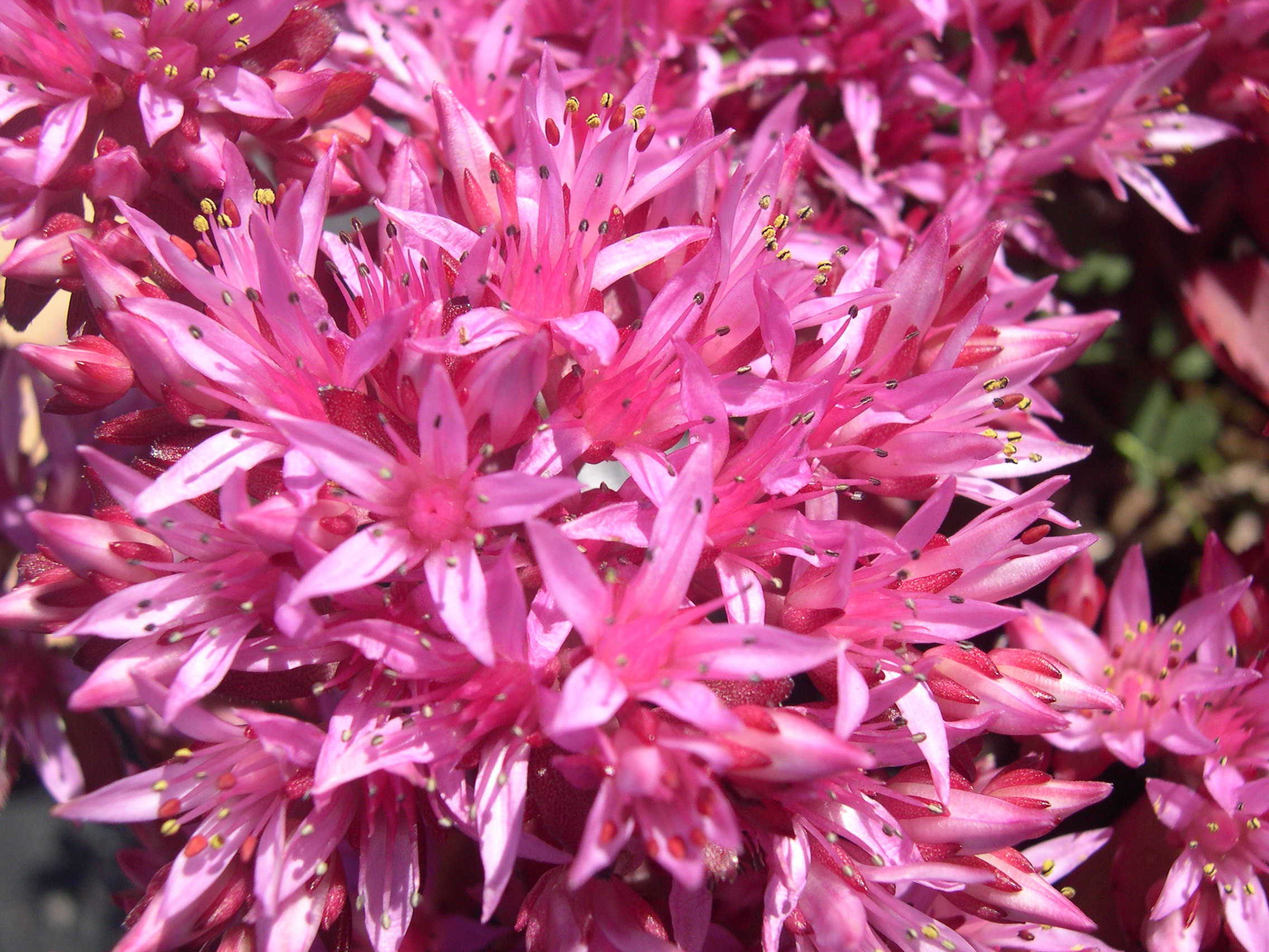 Sedum spurium 'Purpurkissen' 7-20-08 (2)