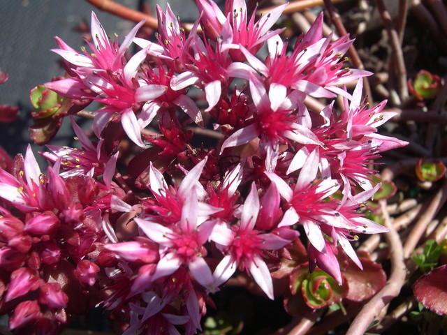 Sedum spurium 'Purpurteppich' 7-20-08 (2)